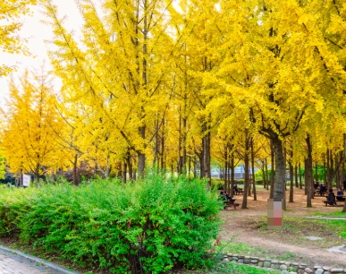 가을에 피는 꽃 은행나무