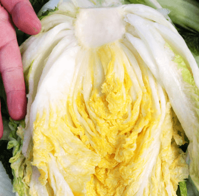 괴산 절임배추20kg 가격비교 카드할인혜택