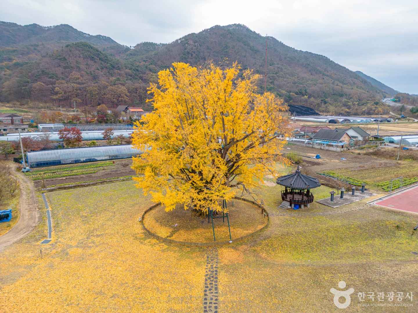 요광리 은행나무