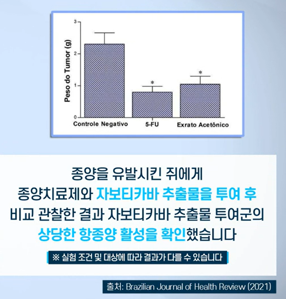 자보티카바 효능