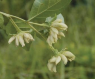 때죽납작진딧물