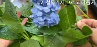 수국 삽목시기와 꺾꽂이 방법 재배 시기 완전 정리_5