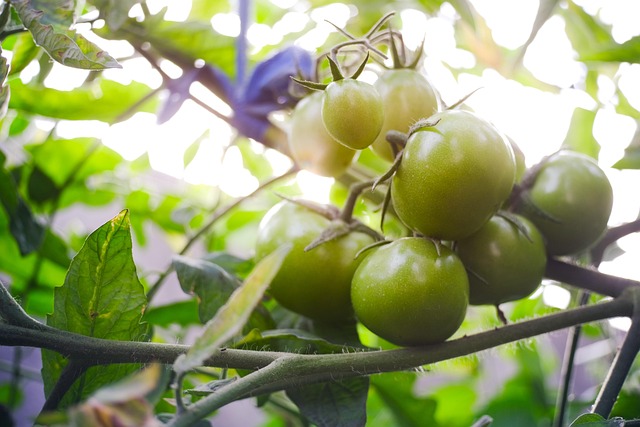 토마토 보관방법 꿀팁 12