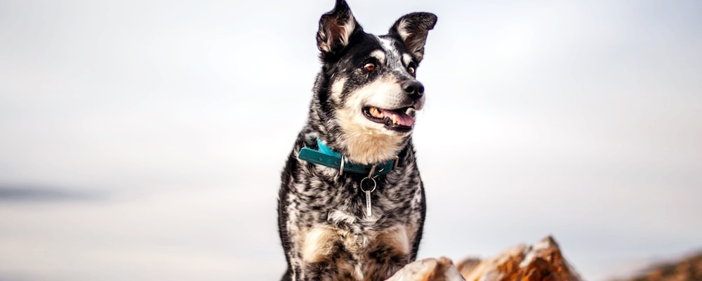 새끼 강아지 키우는법 25 이미지