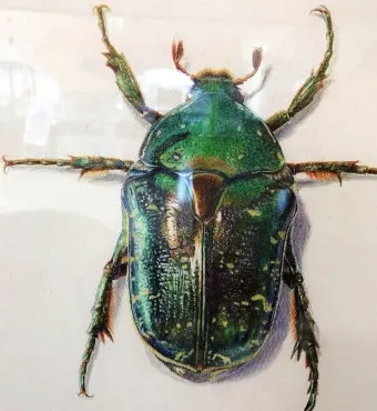 곤충 종류와 특징 생김새 습성 먹이 요약 정리_11