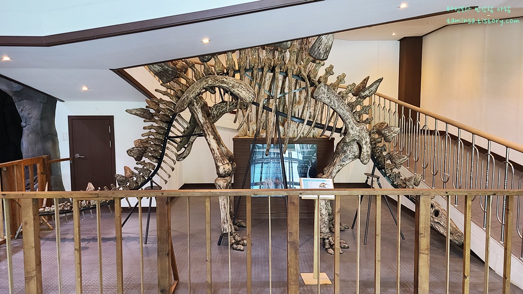 덕소자연사박물관-상설전시