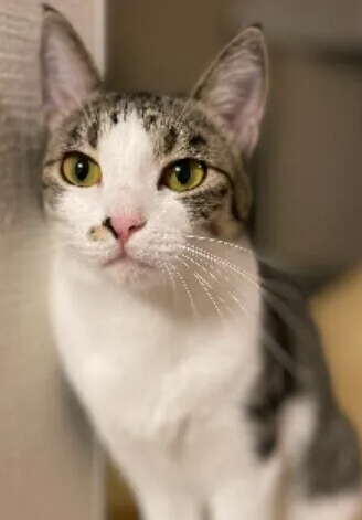 고양이의 오음&#44;오식. 먹어 버리는 일이 많은 물건 TOP3