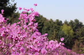 2025년 진달래 개화시기