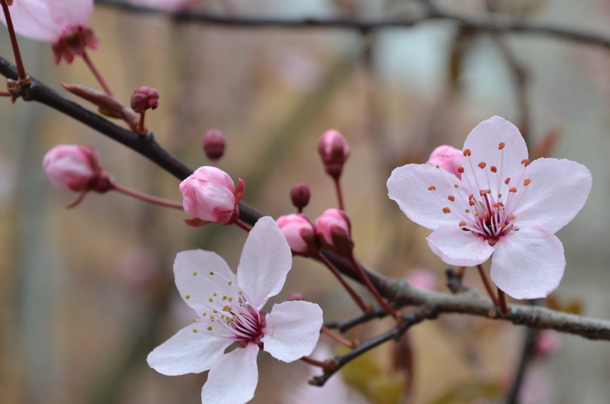 전국 벚꽃 축제 일정 총정리