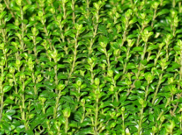 비단풀 효능과 부작용 총정리 : 전통 약초의 놀라운 기능