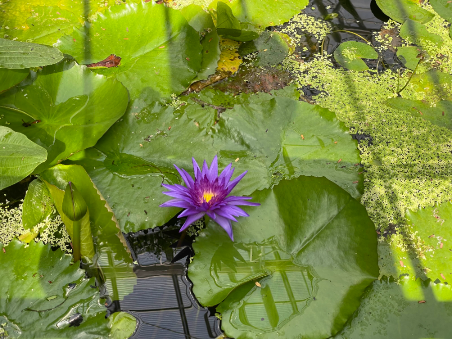 국립 세종수목원 사계절 전시온실 열대식물전시원
