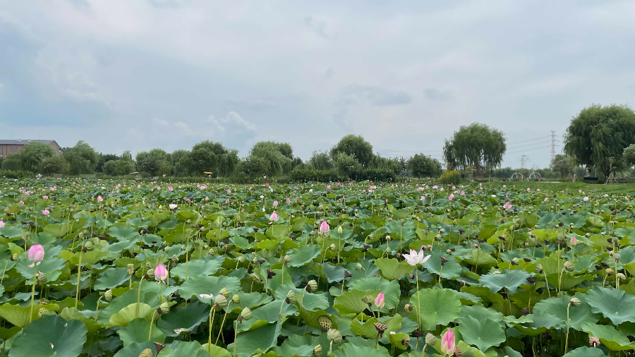 합덕제 수변공원