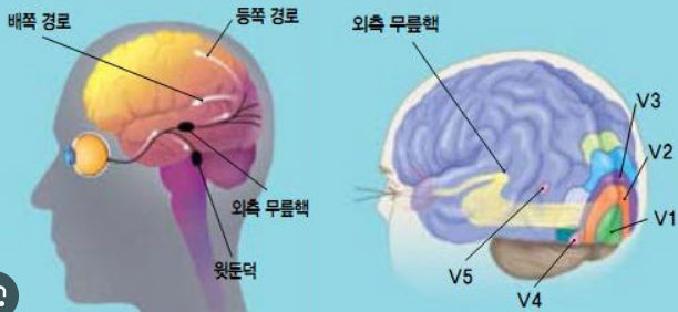 눈과 뇌의 연관성