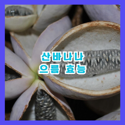 으름 열매