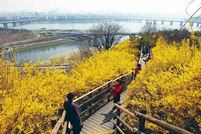 응봉산 개나리 축제2