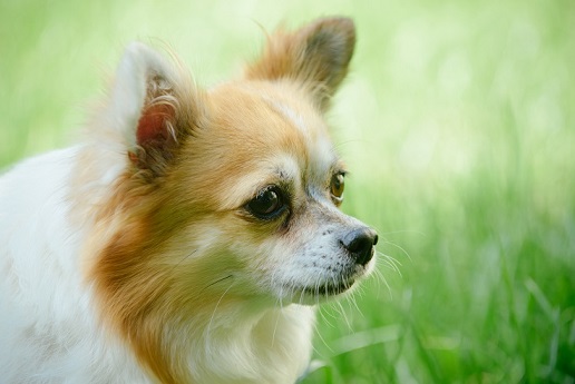 포메라니안 (pomeranian)