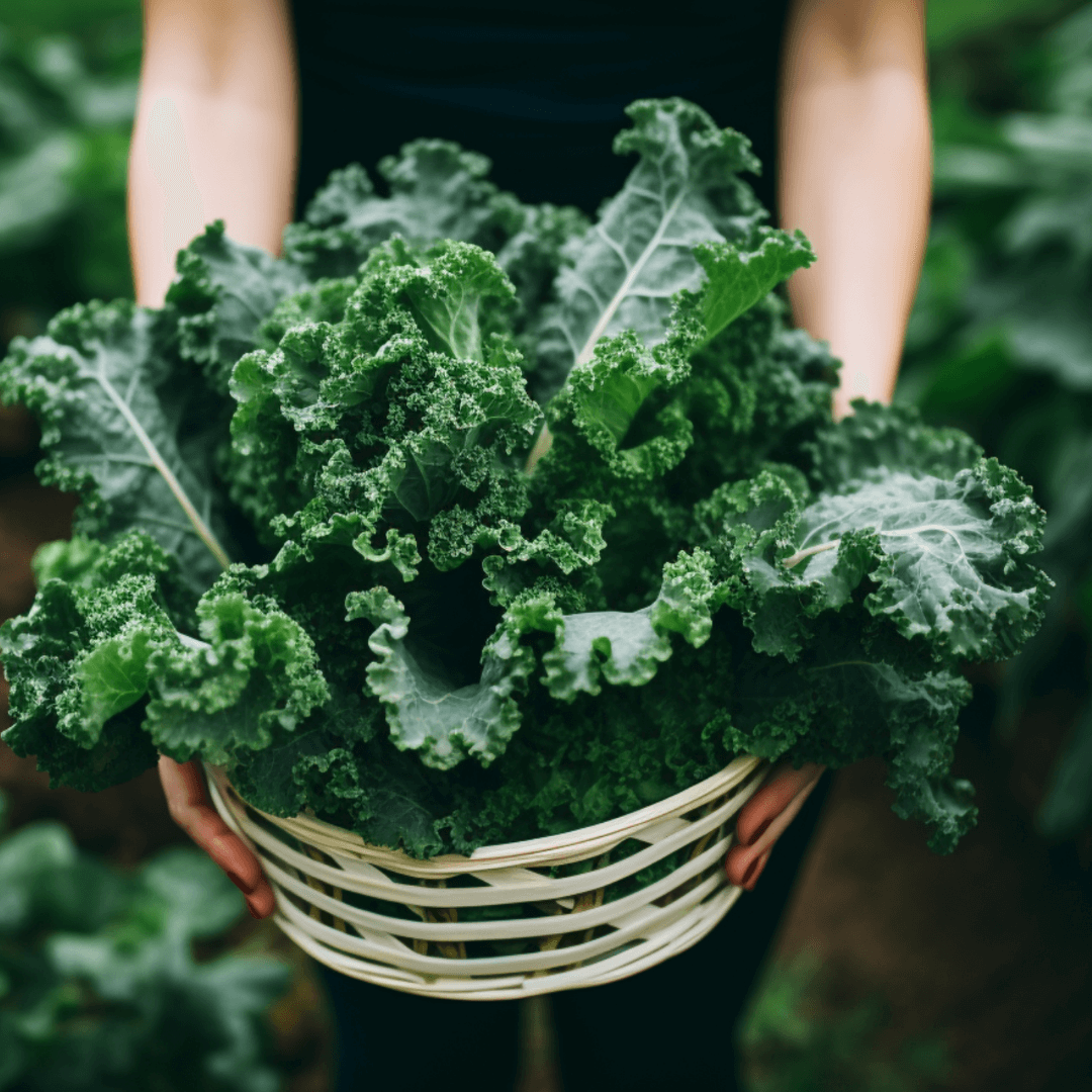 영국 BBC가 선정한 세계 슈퍼푸드 TOP 12