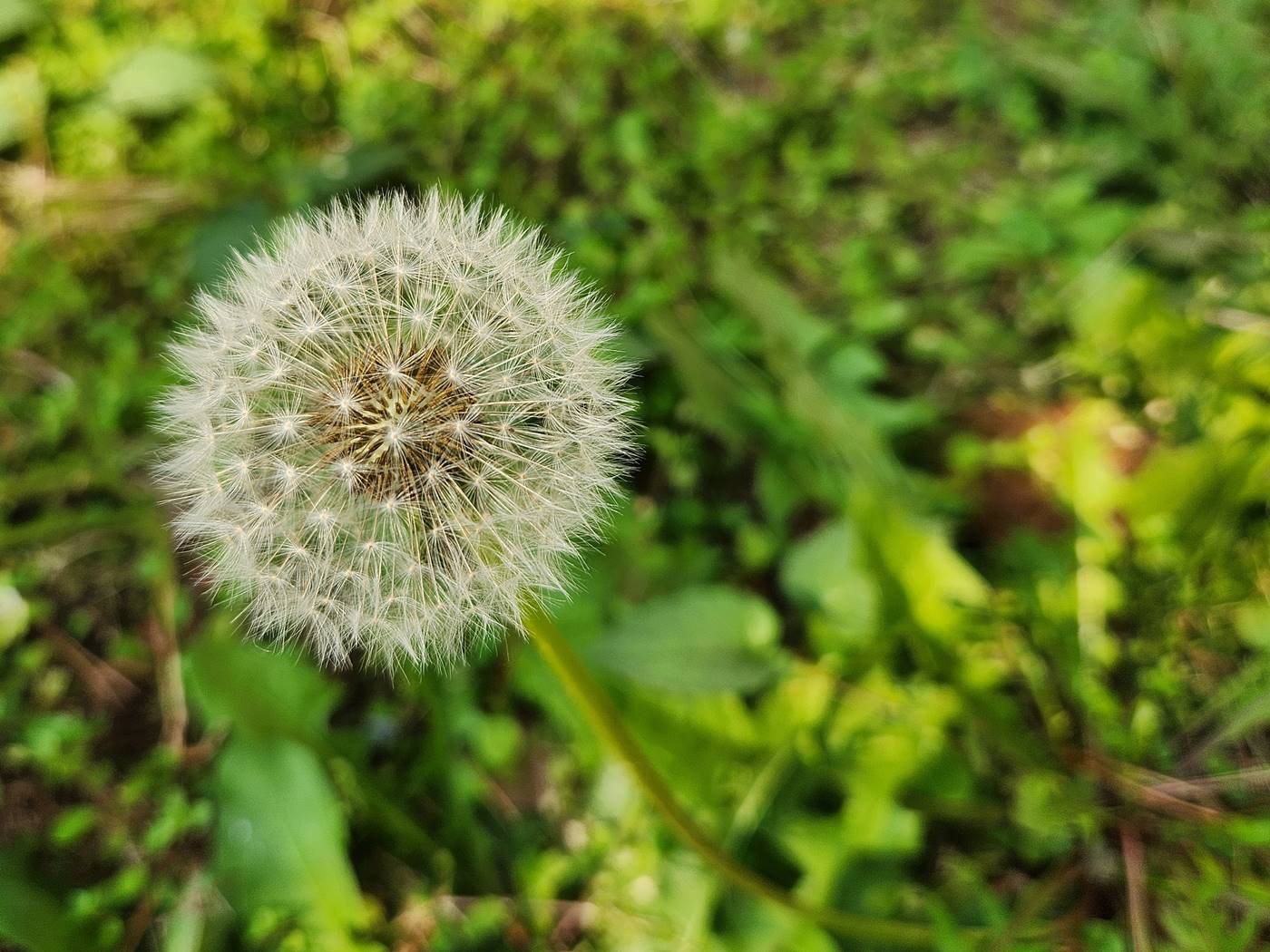 서양민들레 dandelion