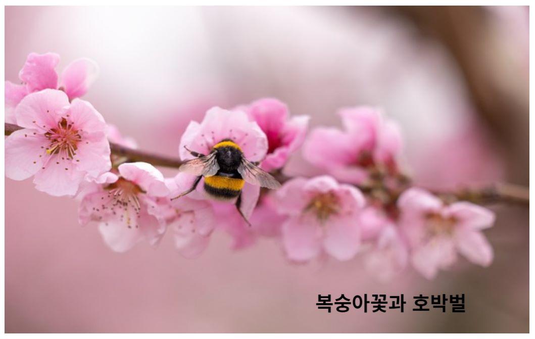 복숭아꽃과 호박벌