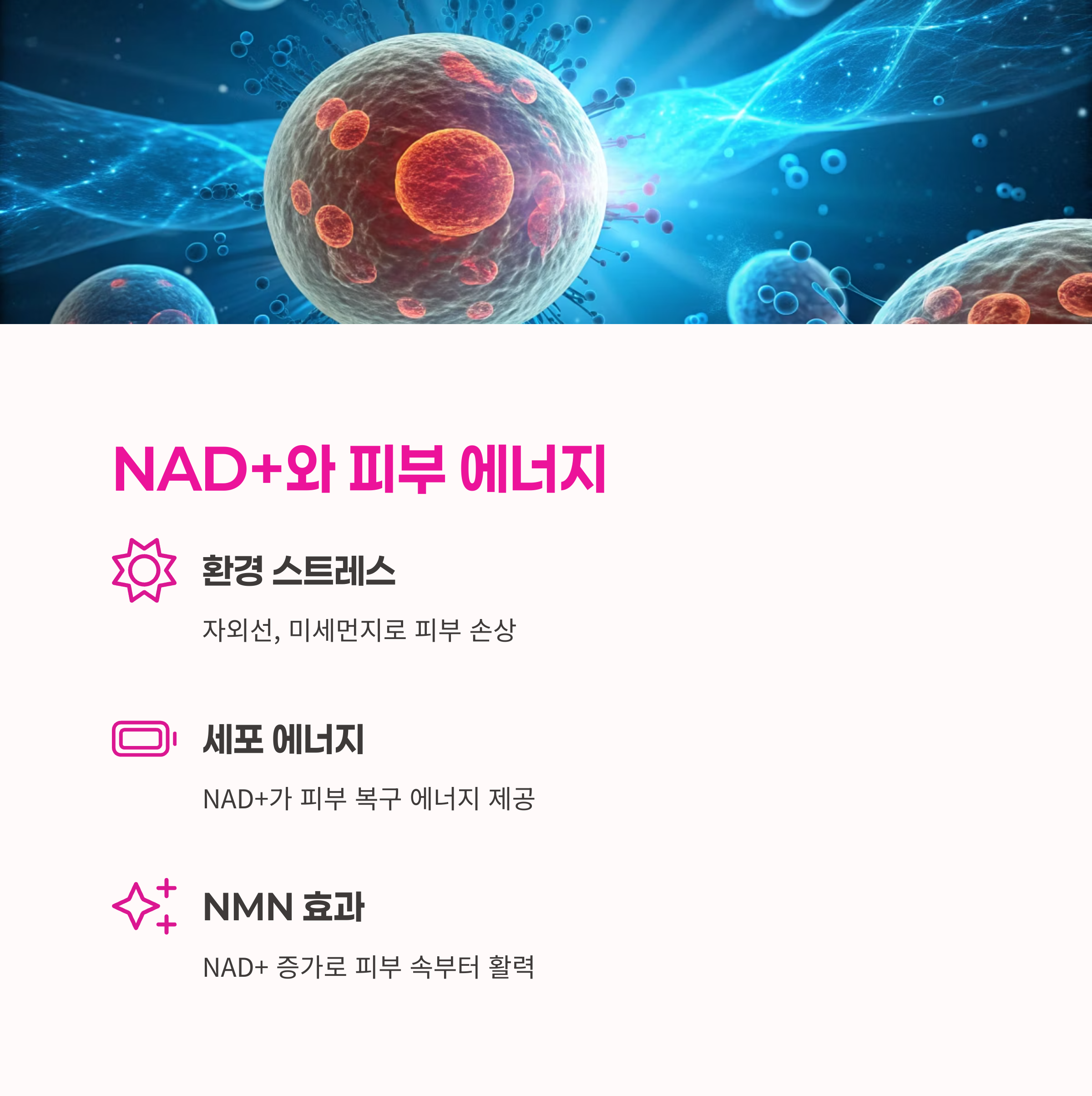 항산화영양제,