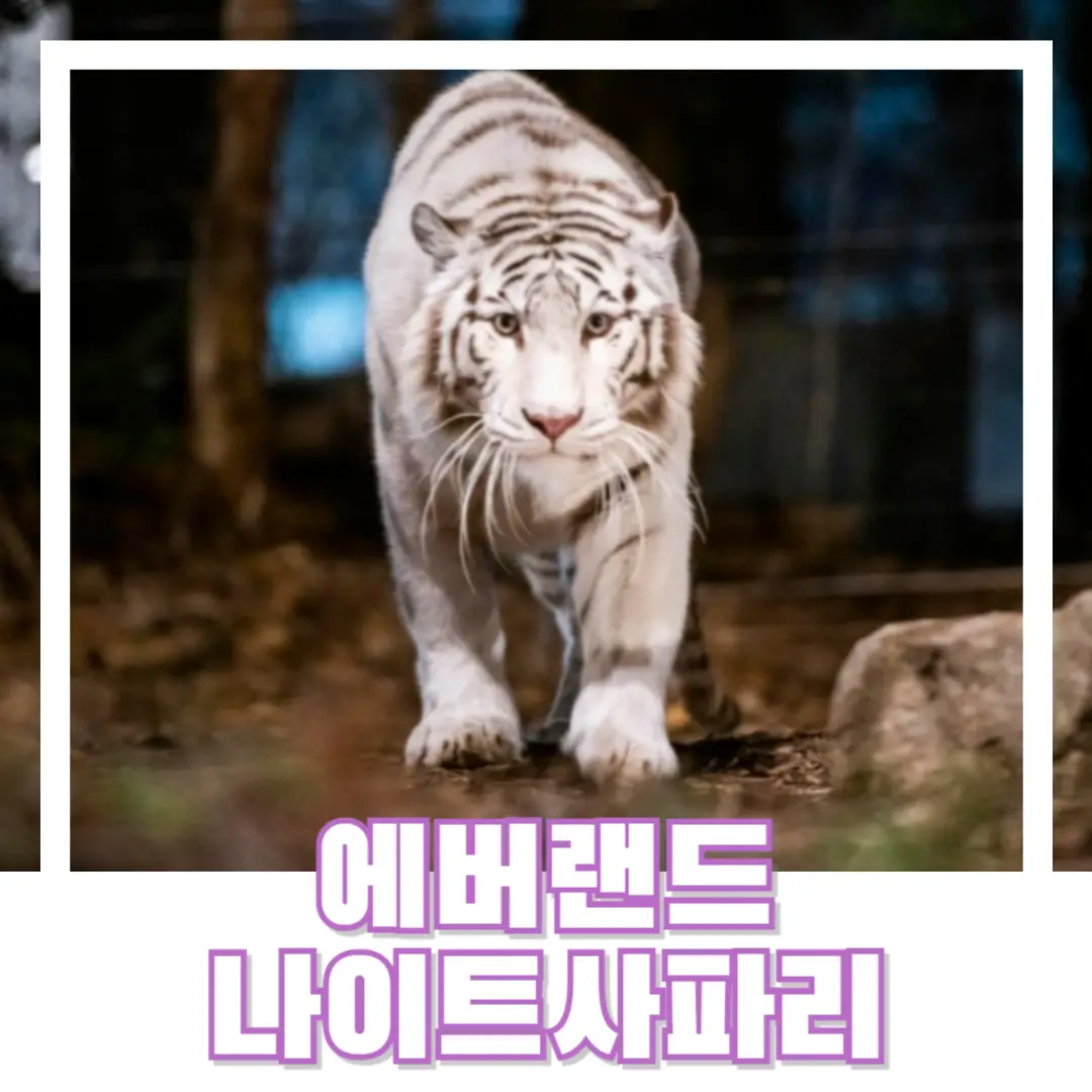 에버랜드-나이트-사파리-썸네일