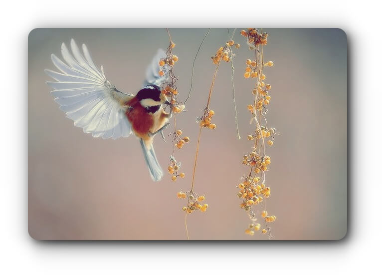 flutter-image