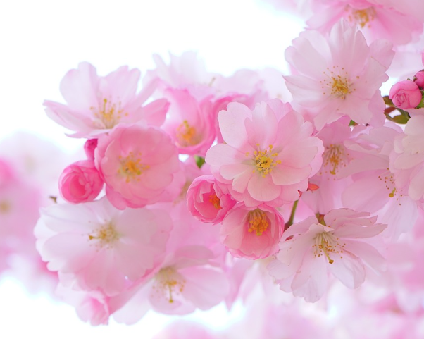 전국 벚꽃 축제 일정 총정리