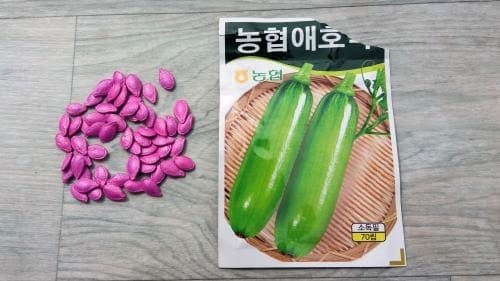 호박-애호박-단호박-늙은호박-맷돌호박-파종시기-심는시기