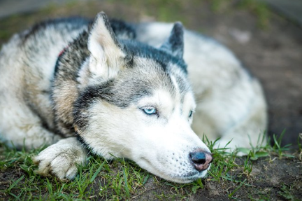 땅바닥에 누워서 편히 쉬는 푸른 눈동자의 허스키.