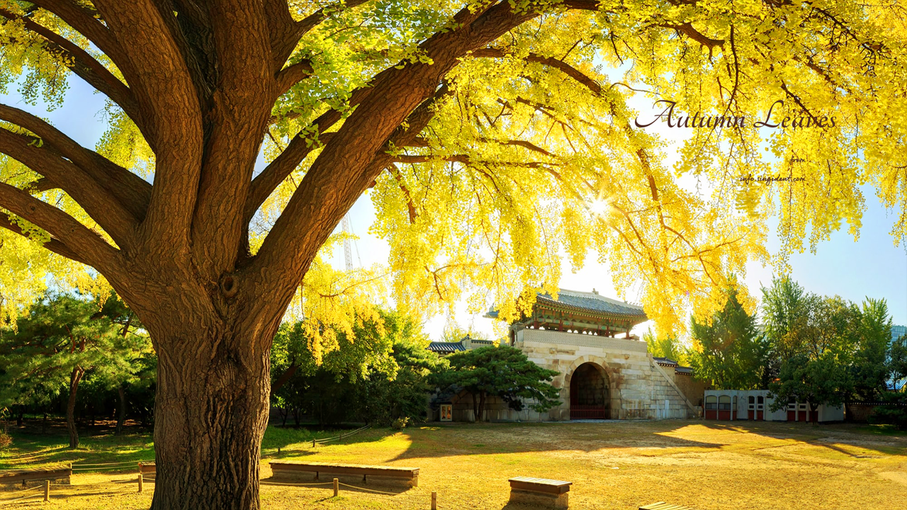 05 경복궁 건춘문 C - Autumn Leaves 단풍배경화면