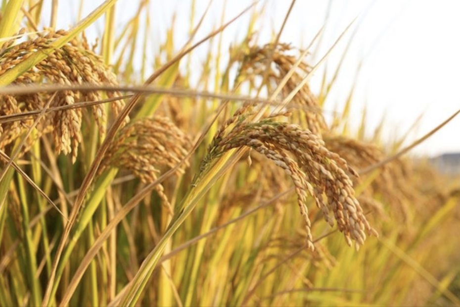 한로 뜻 의미 유래 차가운 이슬