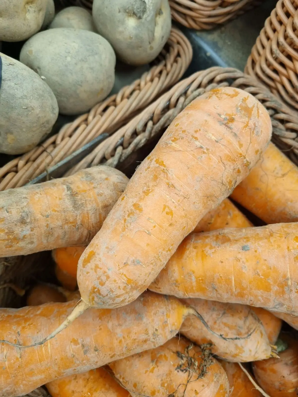 가을 당근 파종 시기 텃밭 관리 수확법