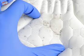 천연곰팡이제거제