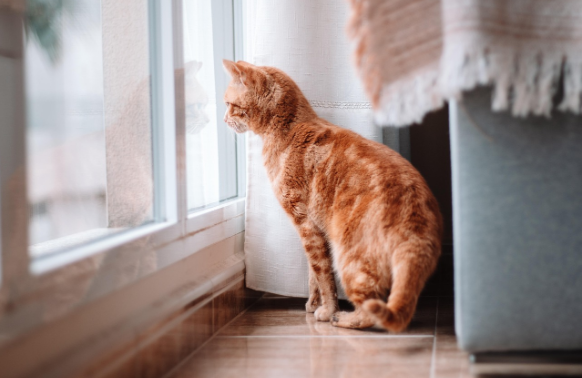 창밖을 바라보는 고양이 이미지