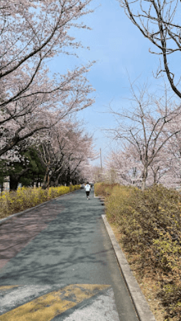 서울 벚꽃명소 추천 BEST 10+ 데이트 코스