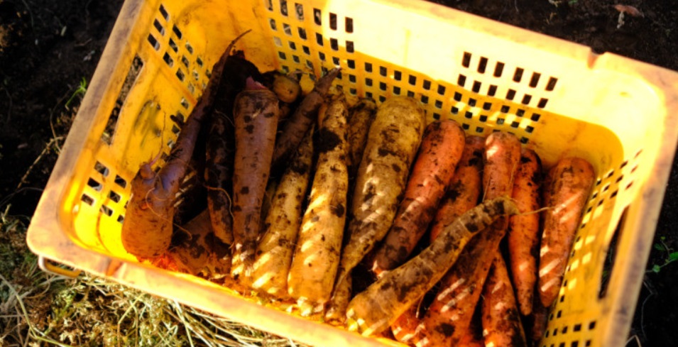 제주-삼색당근-반포농원