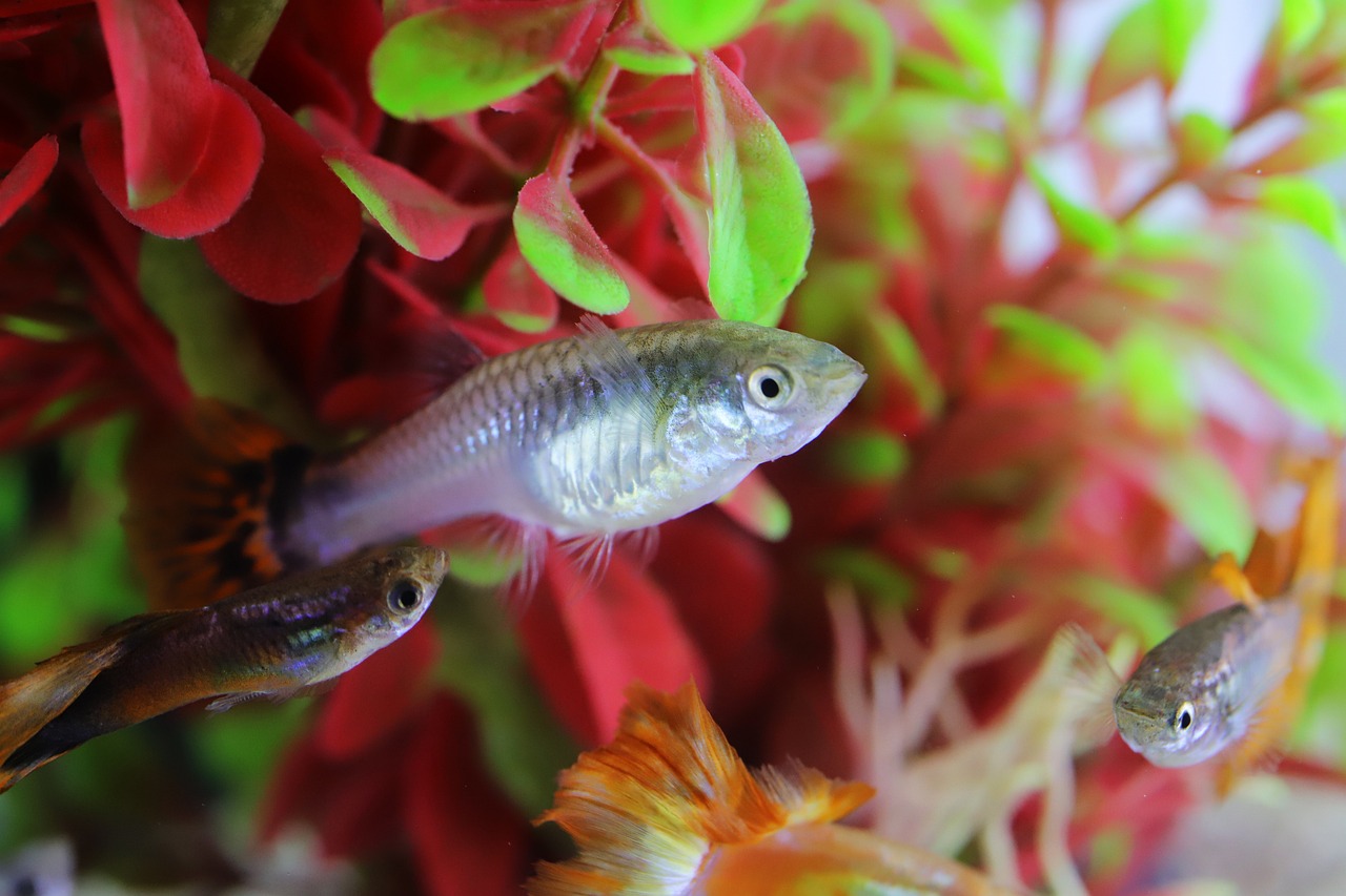 구피 관련 사진