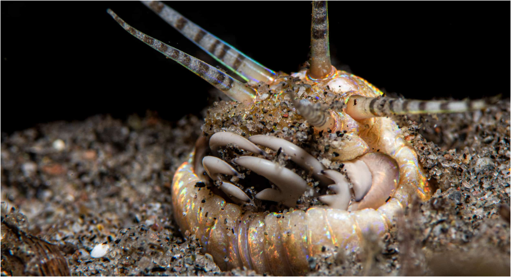 보빗-웜-사냥-방식1