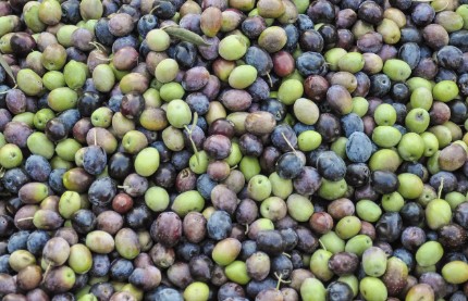 올리브유 하루 2스푼&amp;#44; 염증 줄이고 혈관 건강 지키는 놀라운 효능