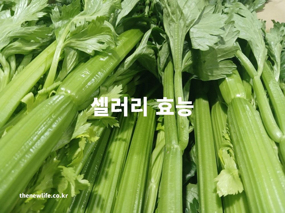 셀러리 효능을 과학적인 근거를 바탕으로 설명하는 대표 실사진