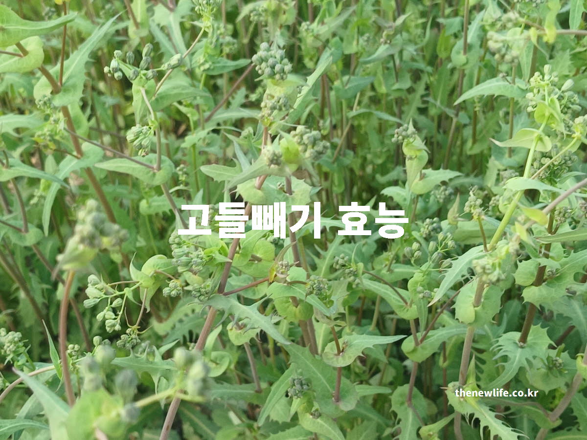 고들빼기 효능 대표 실사진