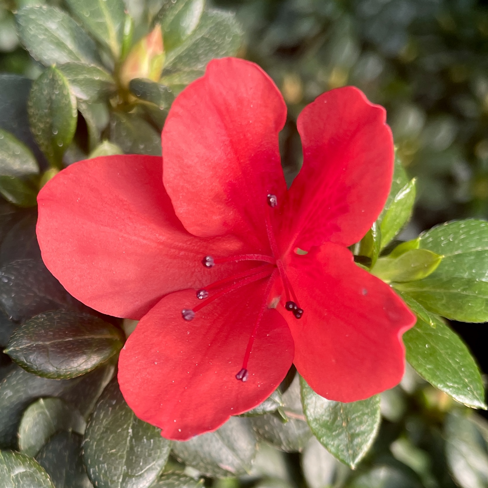 철쭉 개화시기 묘목 판매