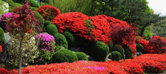 봄의 끝자락을 인사하는 철쭉꽃