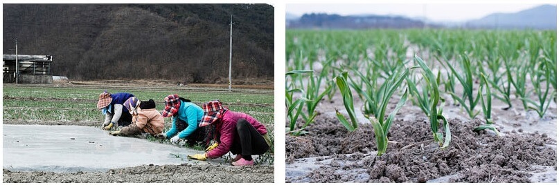 오늘N 2508회 가족이 뭐길래 경북 의성 토종마늘 농가 한톨 (의성한지형마늘, 깐마늘, 마늘쫑, 의성사과 주문방법)
