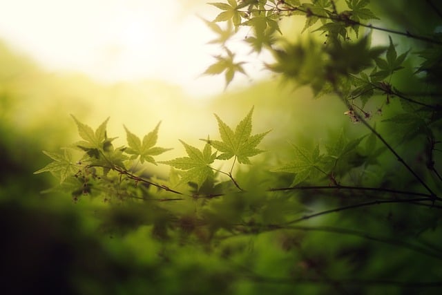 민영삼 프로필 코바코 사장 배승희 유튜브 알아보기