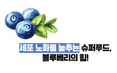 블루베리 효능 부작용