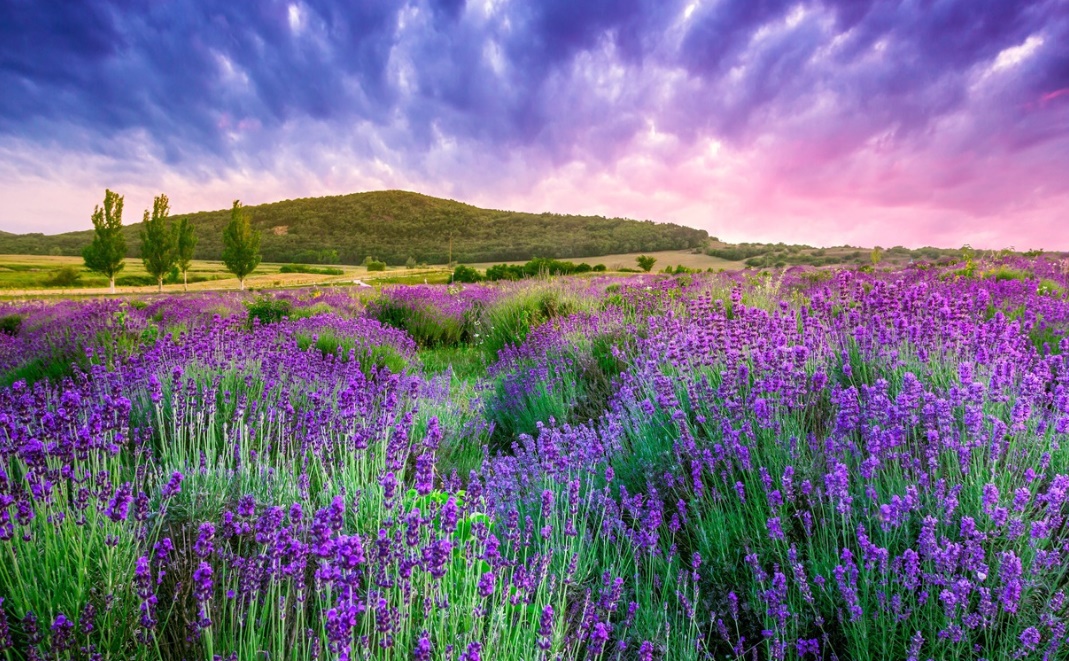 프랑스 프로방스 라벤더밭