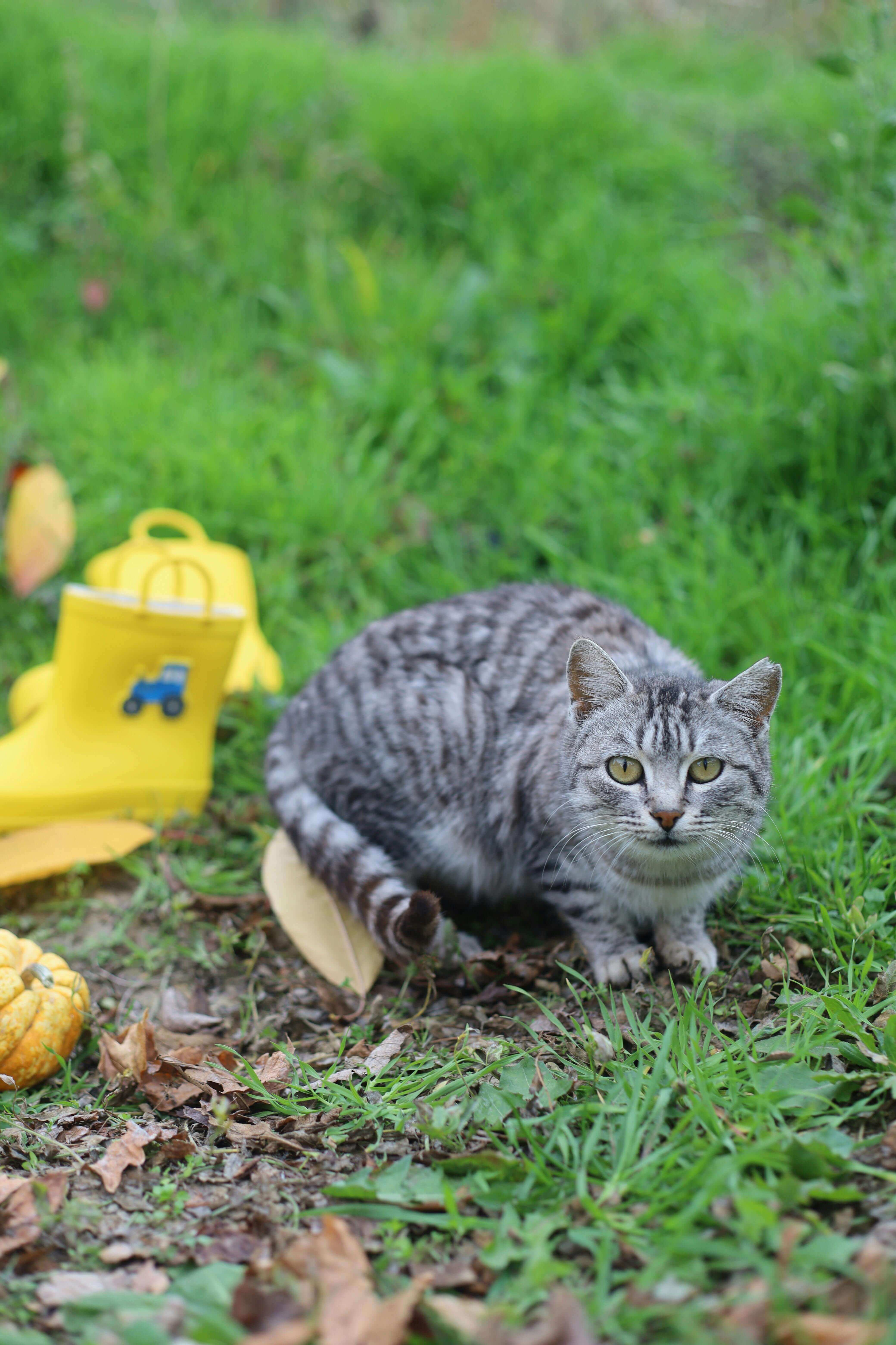 2026 반려동물 등록제 완전 정리 │ 과태료 60만 원 피하는 필수 가이드
