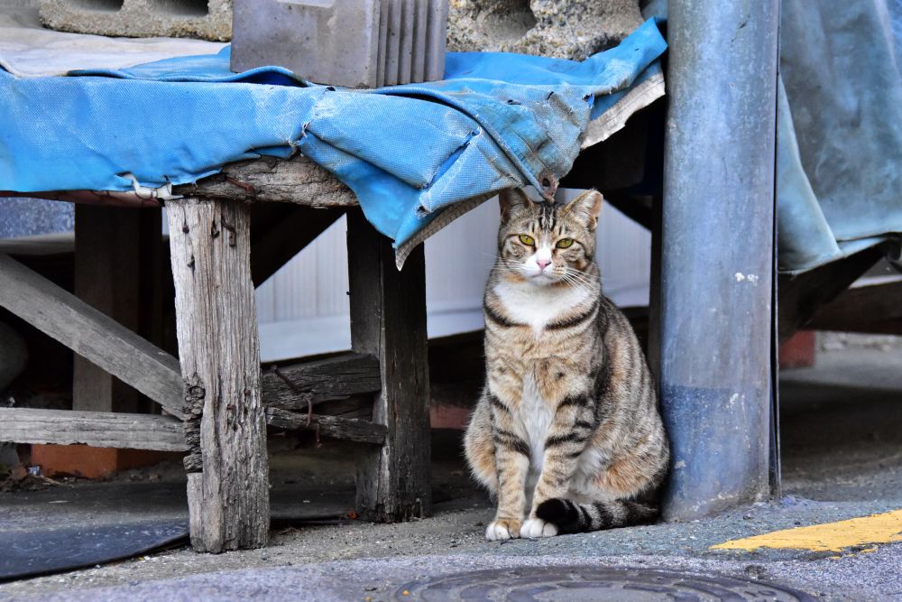 사상구 감전동 서감마을 고양이