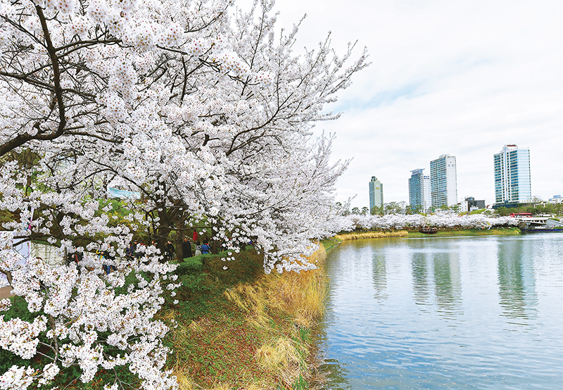 벚꽃 개화시기 축제